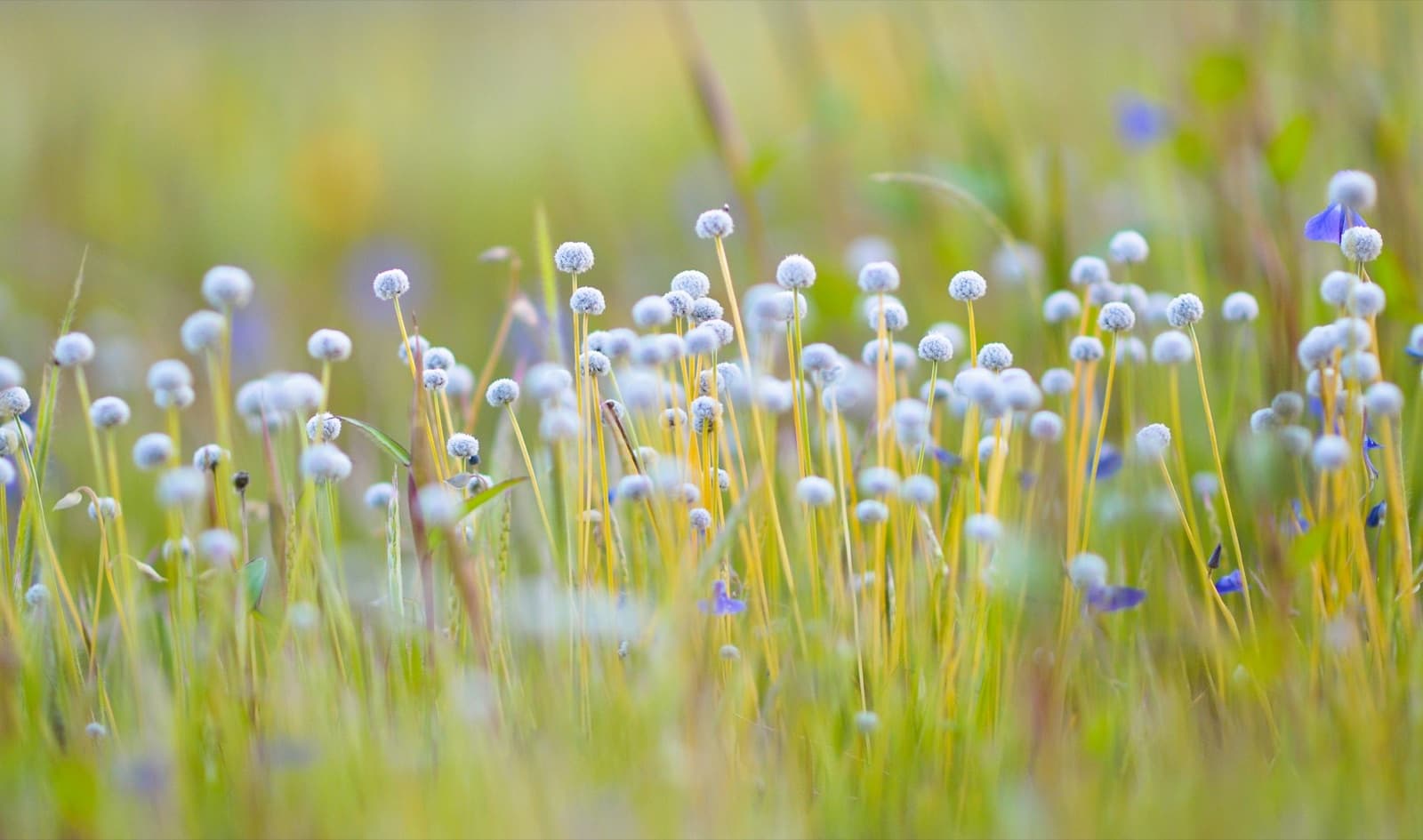 Kaas Plateau & Satara (Aug-Oct)